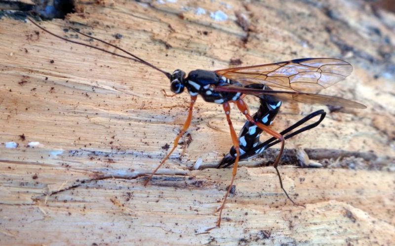 Ichneumonidae: Rhyssa persuasoria all''opera